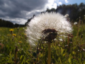 Dandelion