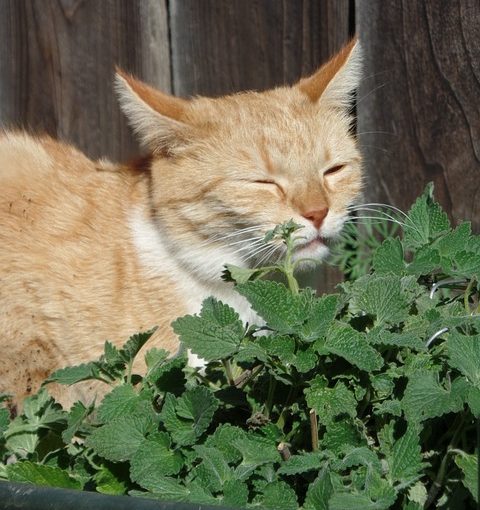 Catnip