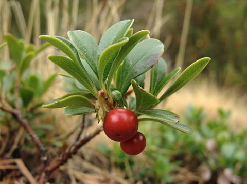 A to Z Herbarium: Uva Ursi