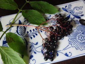 Elder-berries