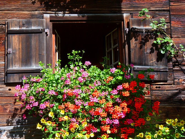 Geraniums