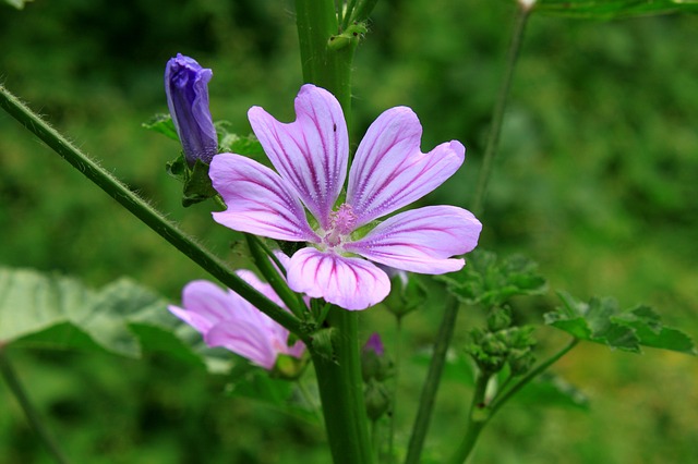 Mallow