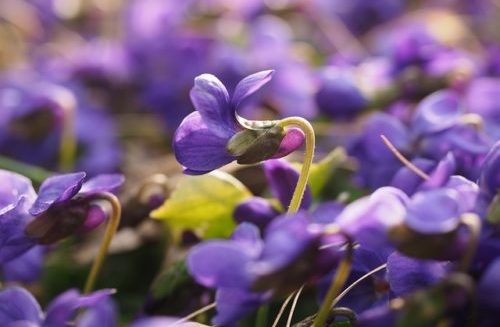 A to Z Herbarium: Violet