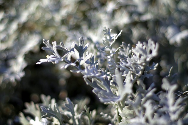 A to Z Herbarium: Wormwood