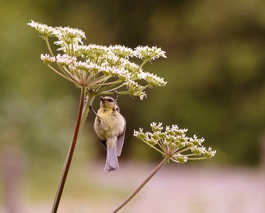Yarrow-Bird
