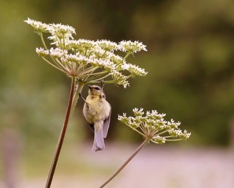 A to Z Herbarium: Yarrow