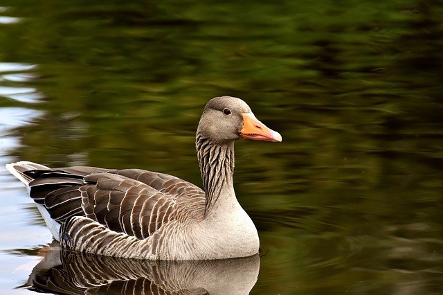 Magic in the Mundane — Geese